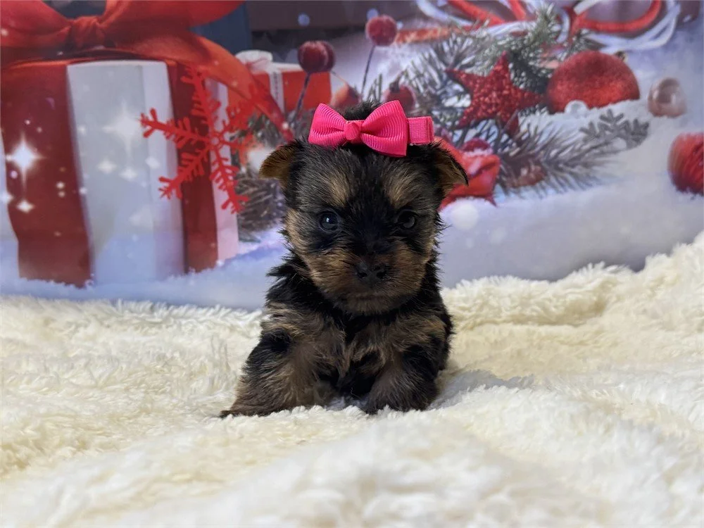 JAMILA  YORKIE FEMALE PUPPY   $4,550.00   #784-4