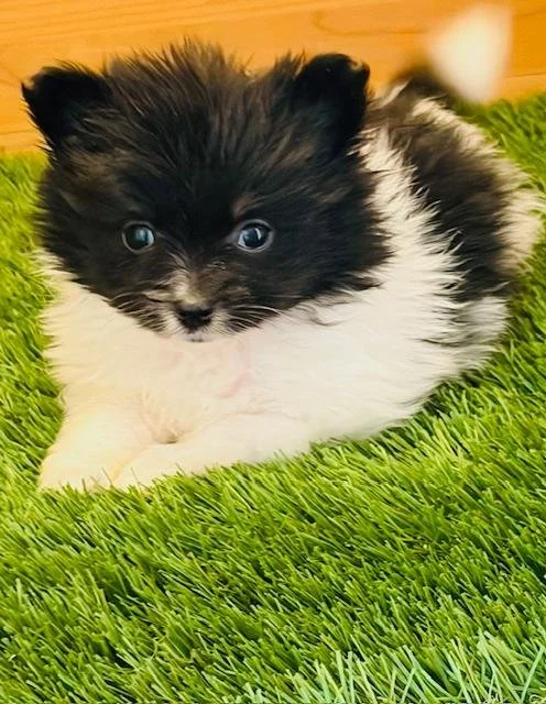 POMERANIAN  PAMELITA    $3,550.00     #1425