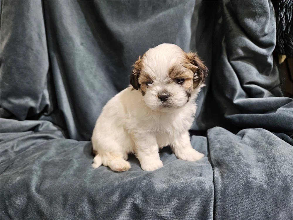 IMPERIAL SHIH TZUS   MALE  SHAWN   $3,950.00   #178