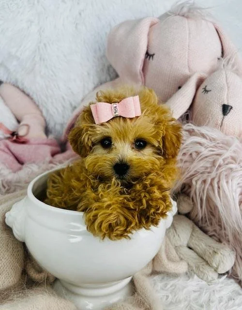 maltipoo-near-me.jpg