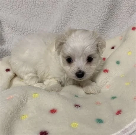 MARY      $3,950.00     MALTESE  FEMALE PUPPY   #21422
