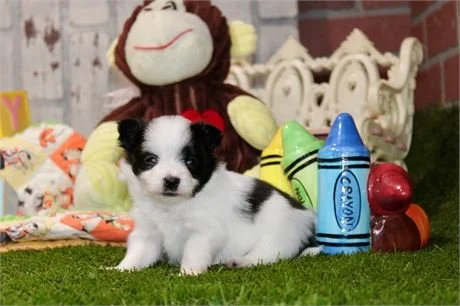 DERICK  MALE  TEACUP  POMAPOO      $3,550.00      #123
