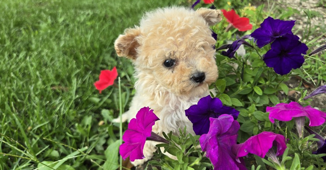 DAR   FEMALE  TEACUP/POCKETBOOK  BICHON/POO  $4,550.00    #1358