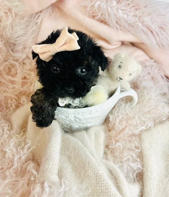POODLE    FEMALE PUPPY    PAX    $5,950.00   #1477-7