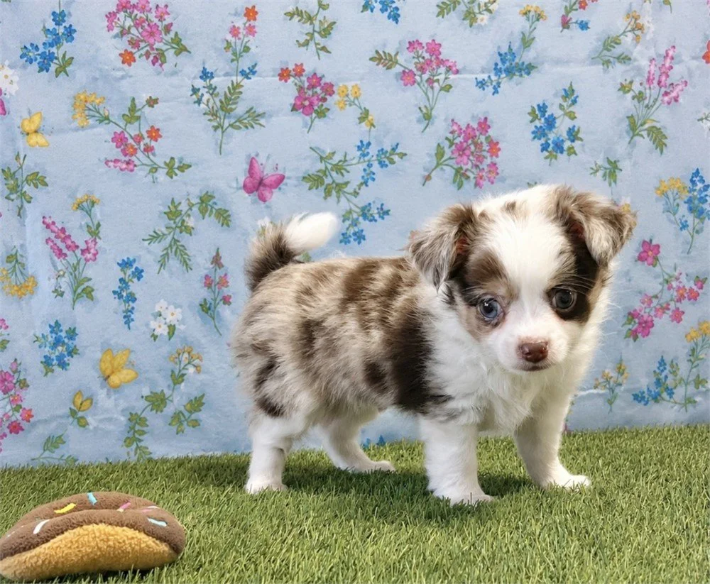 CHIHUAHUA   MALE  TEACUP CHARLES   $3,550.00    #1528