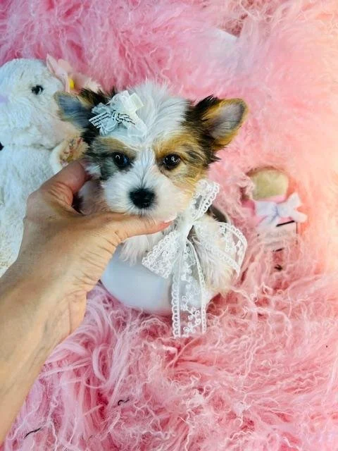 HANN  TEACUP  MALE   $3,050.00   #1175