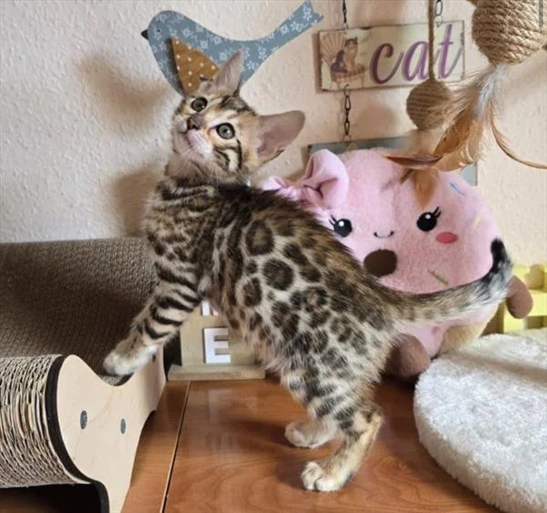 BRIANNA   BENGAL CAT  FEMALE   $3,550.00   #2787