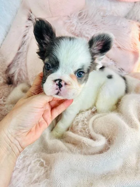 MALE MINI FRENCH BULLDOG  FRANK $3,550.00    #1833-8
