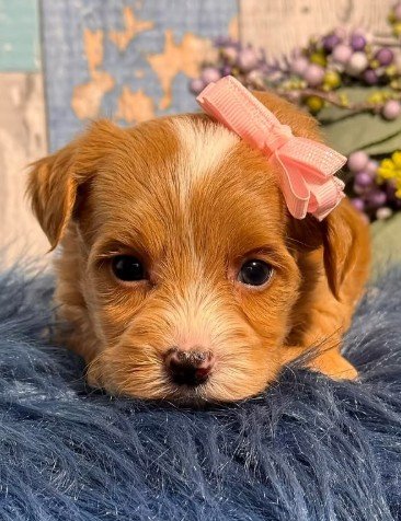 DERCIKA  FEMALE YORKIEPOO    $3,950.00      #123