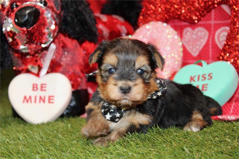 DONALD   TEACUP  MORKIE    MALE   $3,950.00   #11544-8