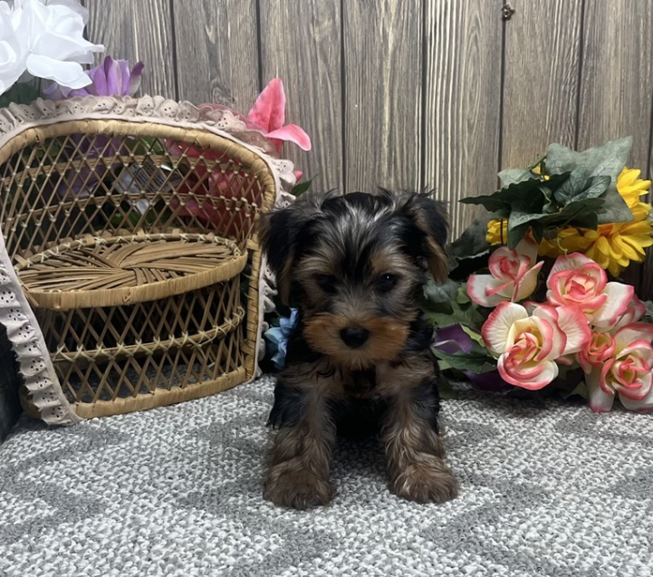 JACK    MERLE YORKIE  MALE   $1,950.00  #1258