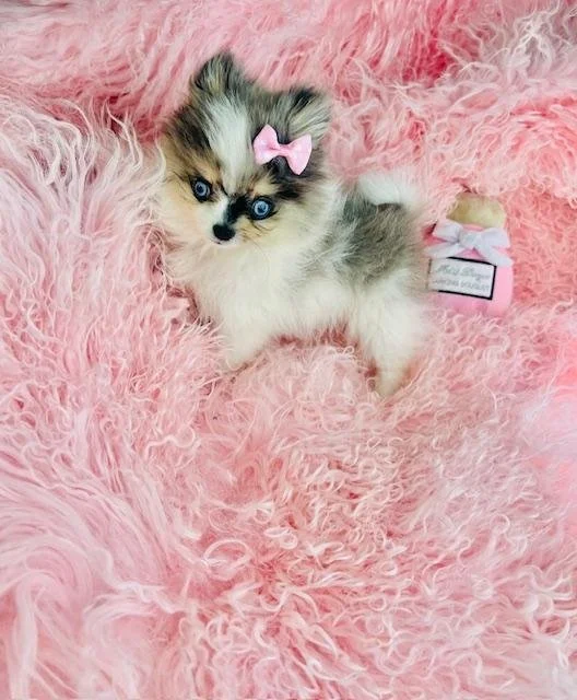 PUPPY OF THE WEEK --- POMERANIAN  POM PAISLEY  TEACUP/POCKETBOOK   FEMALE   $5,550.00  #1873