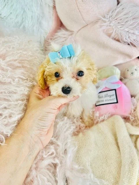 MALE  POODLE  TEACUP     POLO     $2,550.00    #1744-4