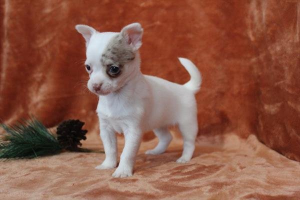 CHIHUAHUA FEMALE TEACUP CATIE $3,950.00 #12578-8