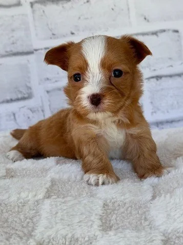 DIONNE MALE MORKIE DOG $3,950.00 #11487-7