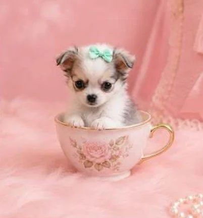 CAROLINA    FEMALE TEACUP CHIHUAHUA     $4,950.00    #1967