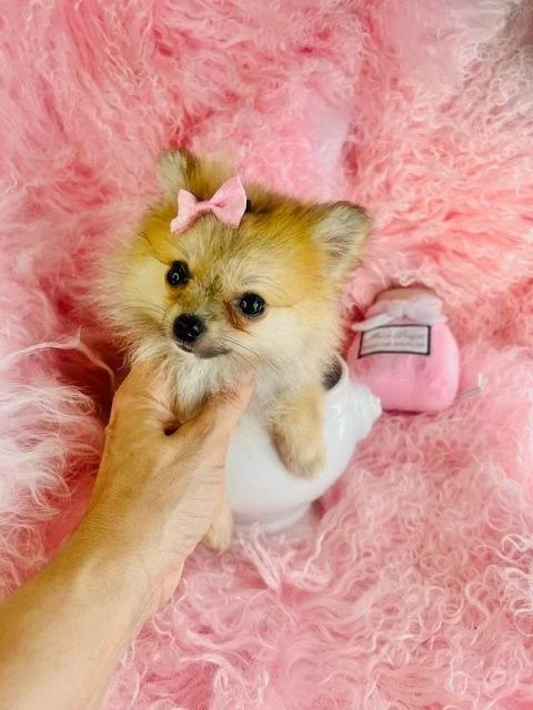 TEACUP   FEMALE POMERANIAN PUPPY  PATTY   $3,050.00   #1477