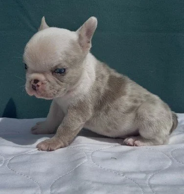 FRENCH BULLDOG MINI   FEMALE   FIBI    $4,250.00  BLUE EYES      #1274