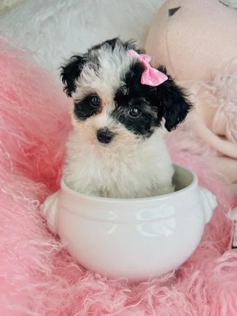 POODLE  FEMALE   TEACUP   PRI       $5,950.00  #113