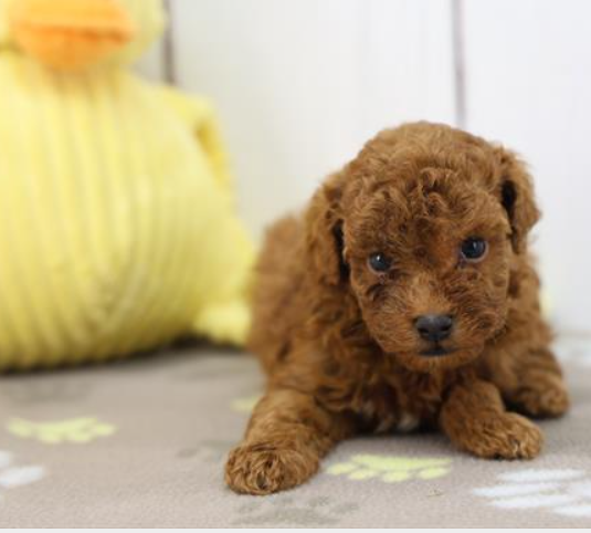 MINI POODLE   POMPOM       $3,950.00         #1274