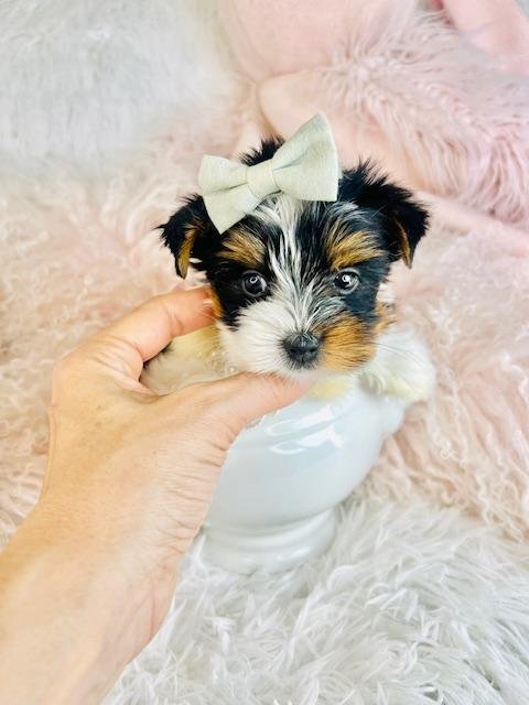 JACK   TEACUP BIEWER YORKIE  MALE   $3,950.00    #125-2