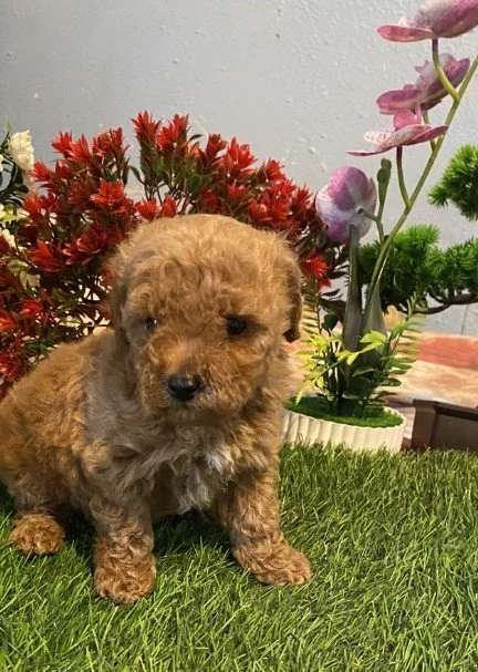 TEACUP MALE PONY $4,250.00 #152787-7