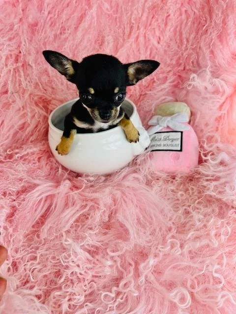 CHIHUAHUA  FEMALE  TEACUP/POCKETBOOK    CHAN  $4,550.00    #1273