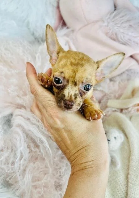 CHIHUAHUA  MALE   CHRIS    $3,050.00    #1121