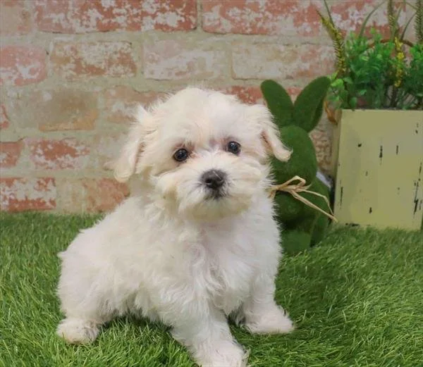 DORAL  FEMALE MALTIPOO  MALTESE & POODLE    $3,550.00   #1577