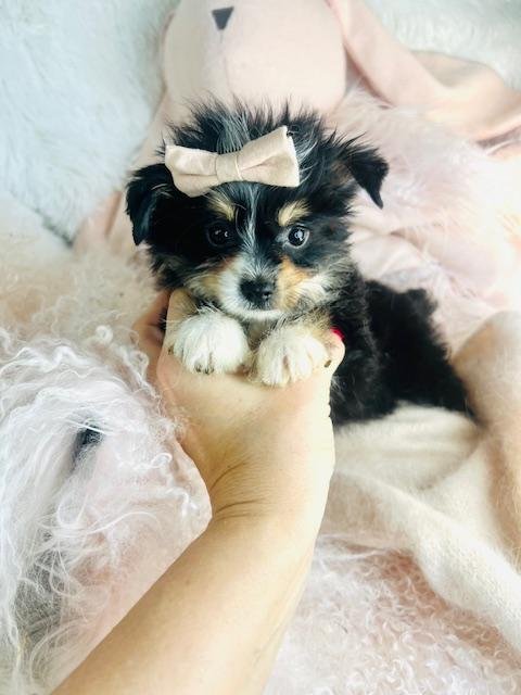 YAMILET    BIEWER YORKIE  FEMALE PUPPY   $3,050.00   #11323-3