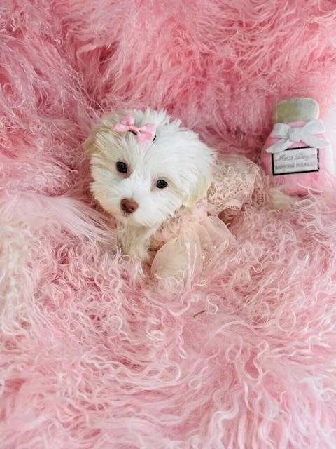 DELPHINE    MALSHI     MALTES & SHIH TZU        $3,050.00   #454