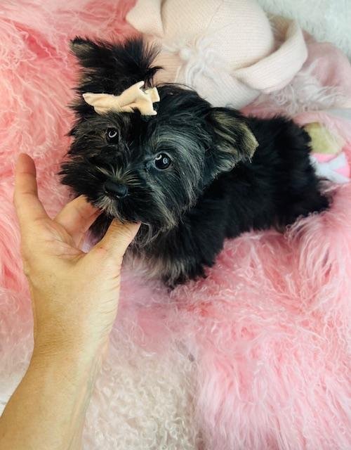 FANNY    YORKSHIRE TERRIER  $2,550.00    #14554-4