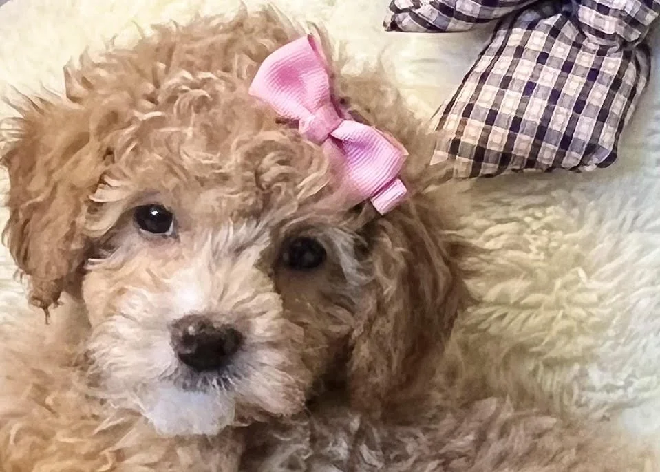 golden-doodle-dog-boutique-store