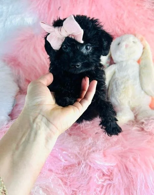 POODLE    FEMALE   PUPPY   PENNY     $1,850.00    #125