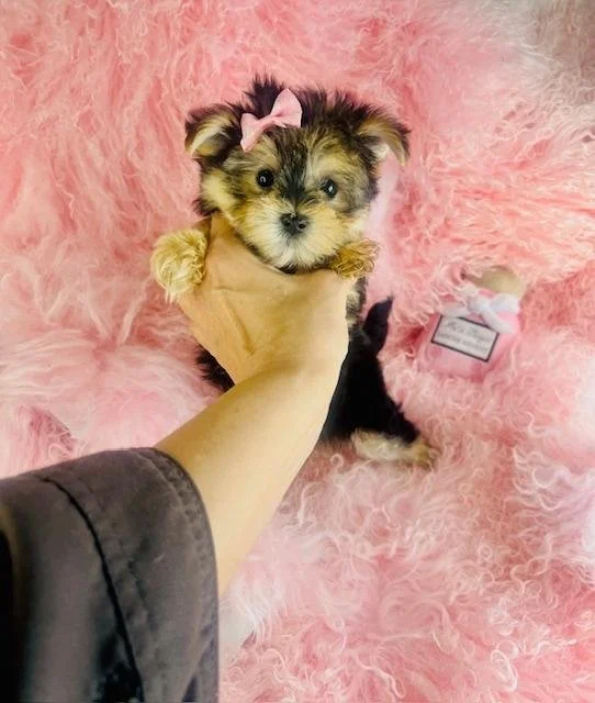 DEVANA    MORKIE    FEMALE   $4,550.00   #155