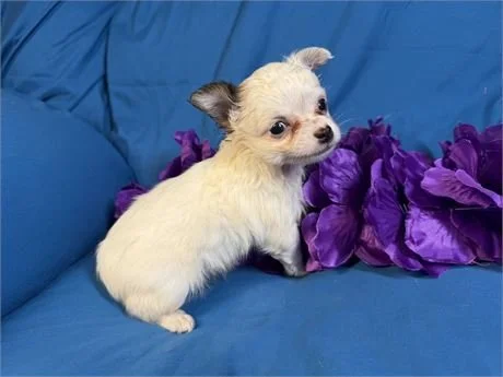 CHIHUAHUA    FEMALE  TEACUP    CAREN   $1,950.00    #12862  SOLD