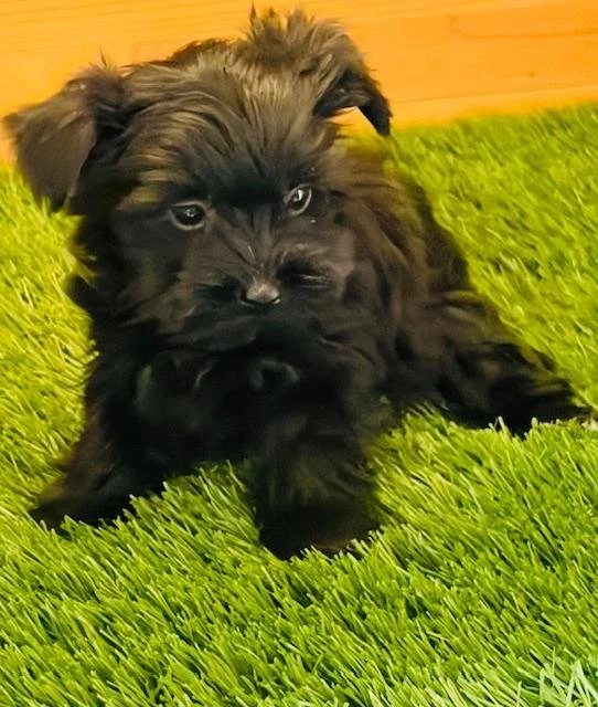 HANNAH     FEMALE   $3,550.00   #1175