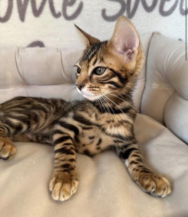 SISO    MALE  BENGAL CAT     $3,550.00  #21254