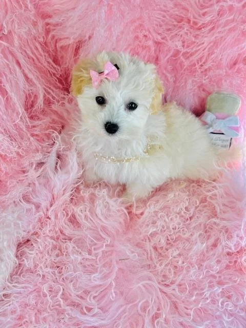FEMALE  MALTIPOO   PAULINE     $3,550.00   #125