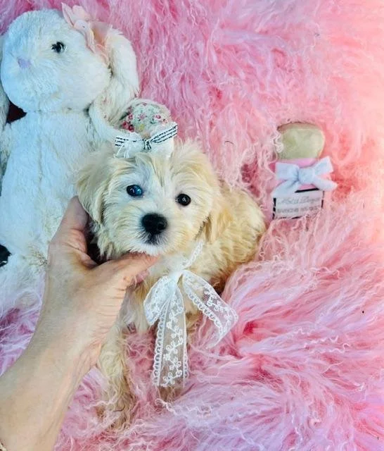 DAPHENY  MALTIPOO   $3,050.00  #15544