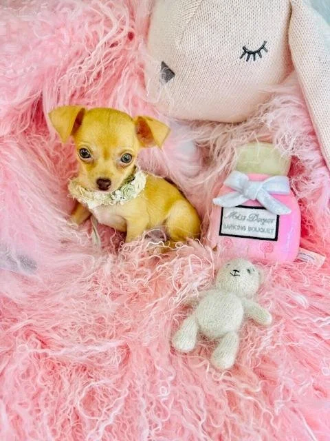 CHIHUAHUA  MALE  TEACUP    CHAN  $3,550.00    #127