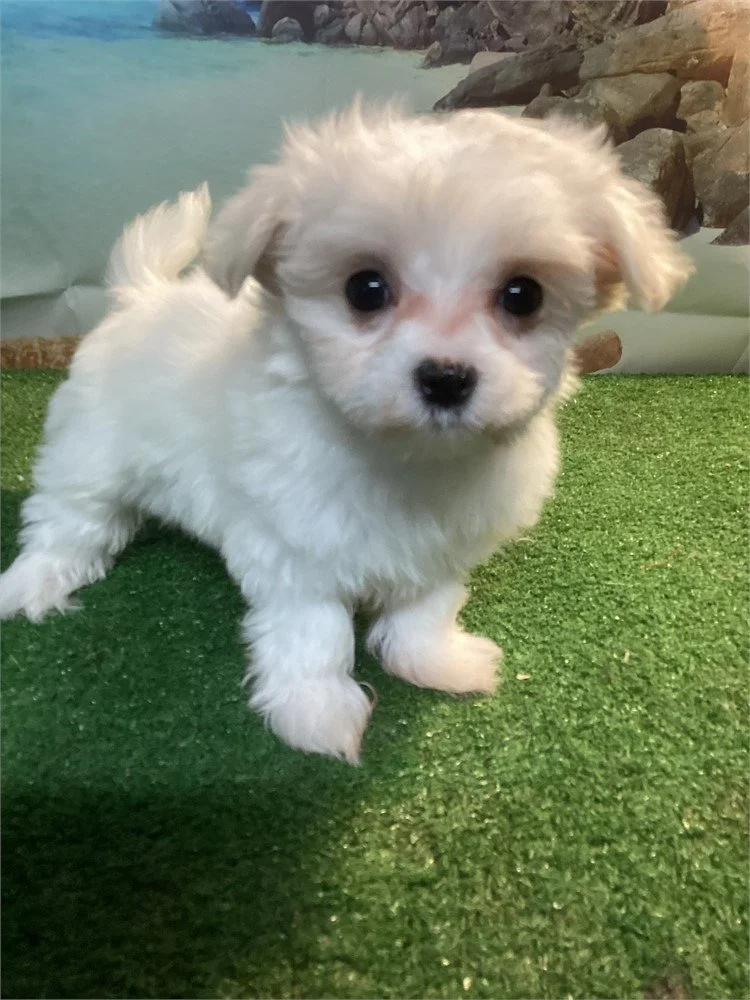 MISTA  FEMALE     $3,950.00   #158