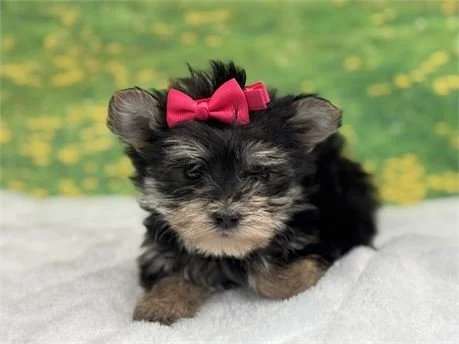 MORKIE TEACUP FEMALE    DELLA  $3,550.00   #1257