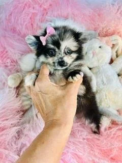 PUDDIN    TEACUP   FEMALE   $3,950.00    #123