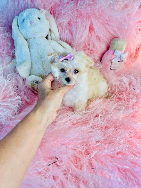 DORA     TINY   FEMALE POMAPOO     $3,950.00  #1574