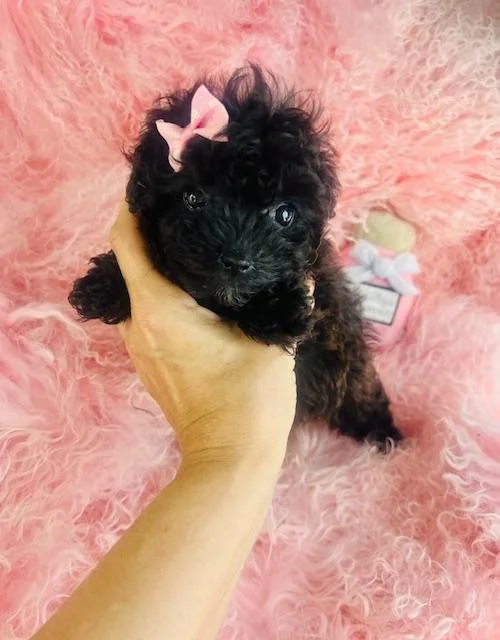 FEMALE   TEACUP POODLE PUPPY    PENELOPE       $4,550.00   #1851