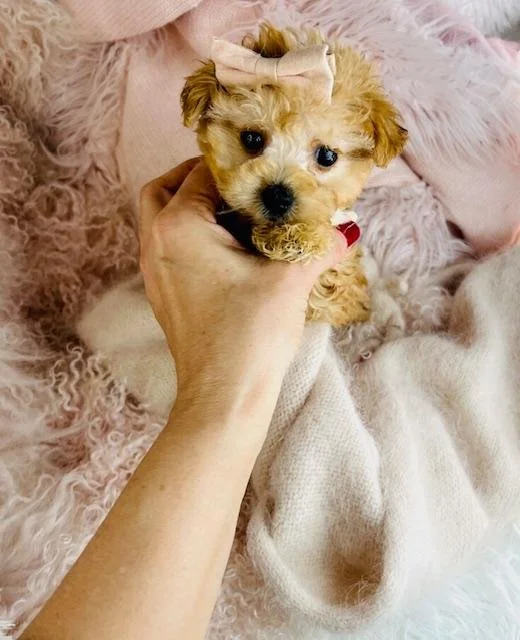 Puppies and dogs for sale Miami Florida.jpg