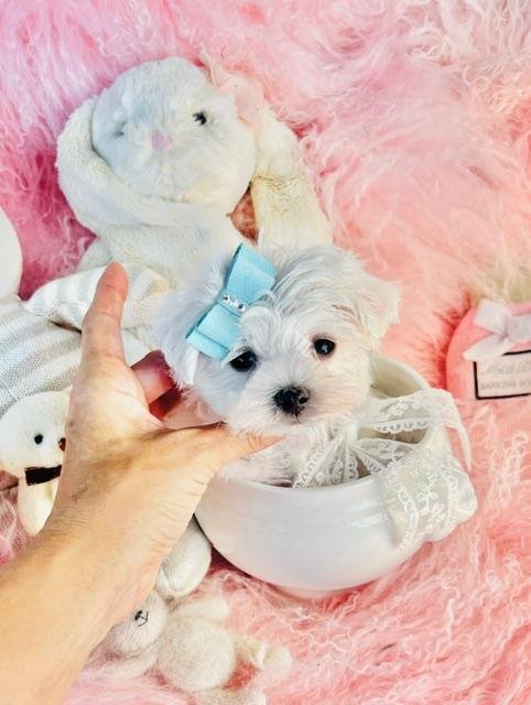 MEL TEACUP/POCKETBOOK   MALE MALTESE PUPPY     $3,950.00   #1273