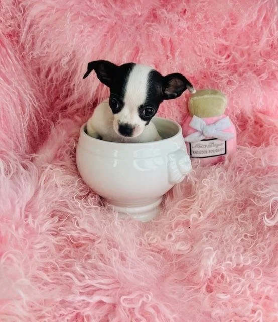 CHIHUAHUAS    TEACUP  FEMALE   CIA      $3,550.00   #141