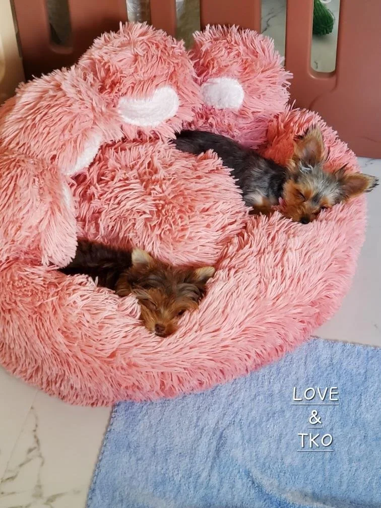 client puppy 10.jpeg